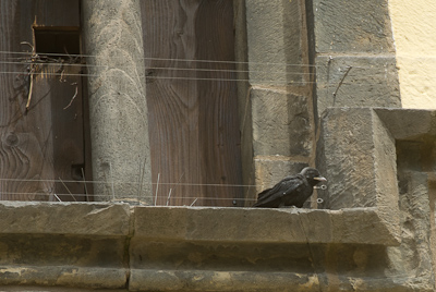 Jung Dohle auf Fenstersims