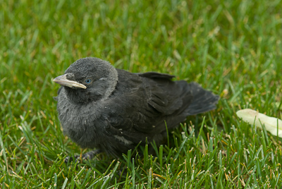 Junge Dohle auf dem Rasen