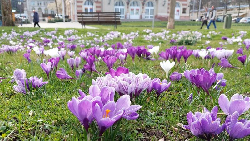 Eine Frühlingswiese im Sonnenschein voller violetter Krokusse
