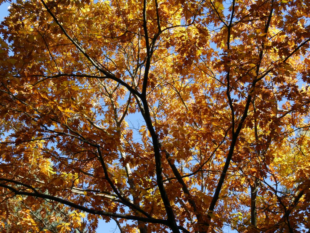 Baum mit braun und gelb gefärbten Blättern