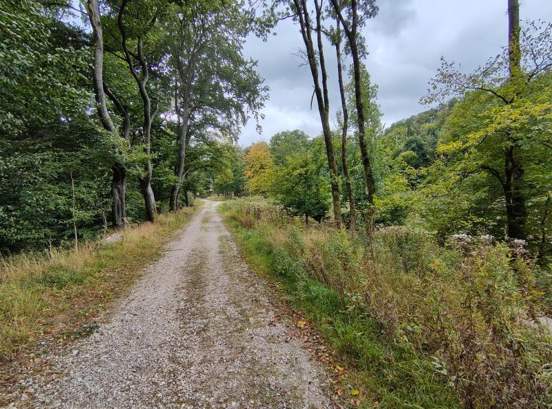 Ein Weg im Wald. Rechts und links vom Weg Bäume und Gebüsch. Rechts mehr Gebüsch und Himmel zu sehen.   