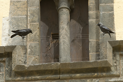 Dohlen vor Nistkasten